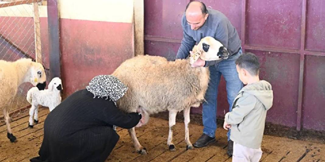 Muhasebecilikten patronluğa geçti: Devlet destekledi sürüsü 103’ten 800’e çıktı 3